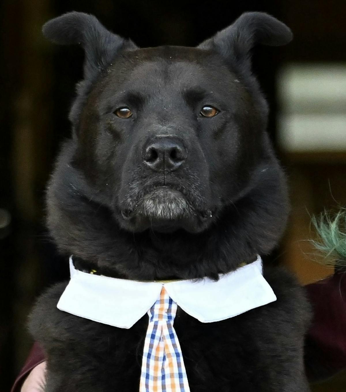a close up of a dog