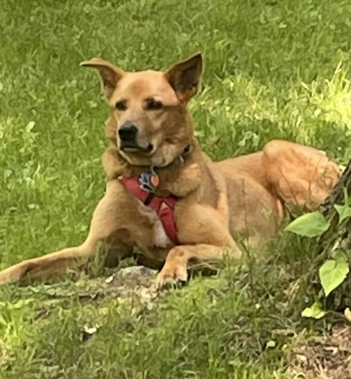 a dog sitting in the grass