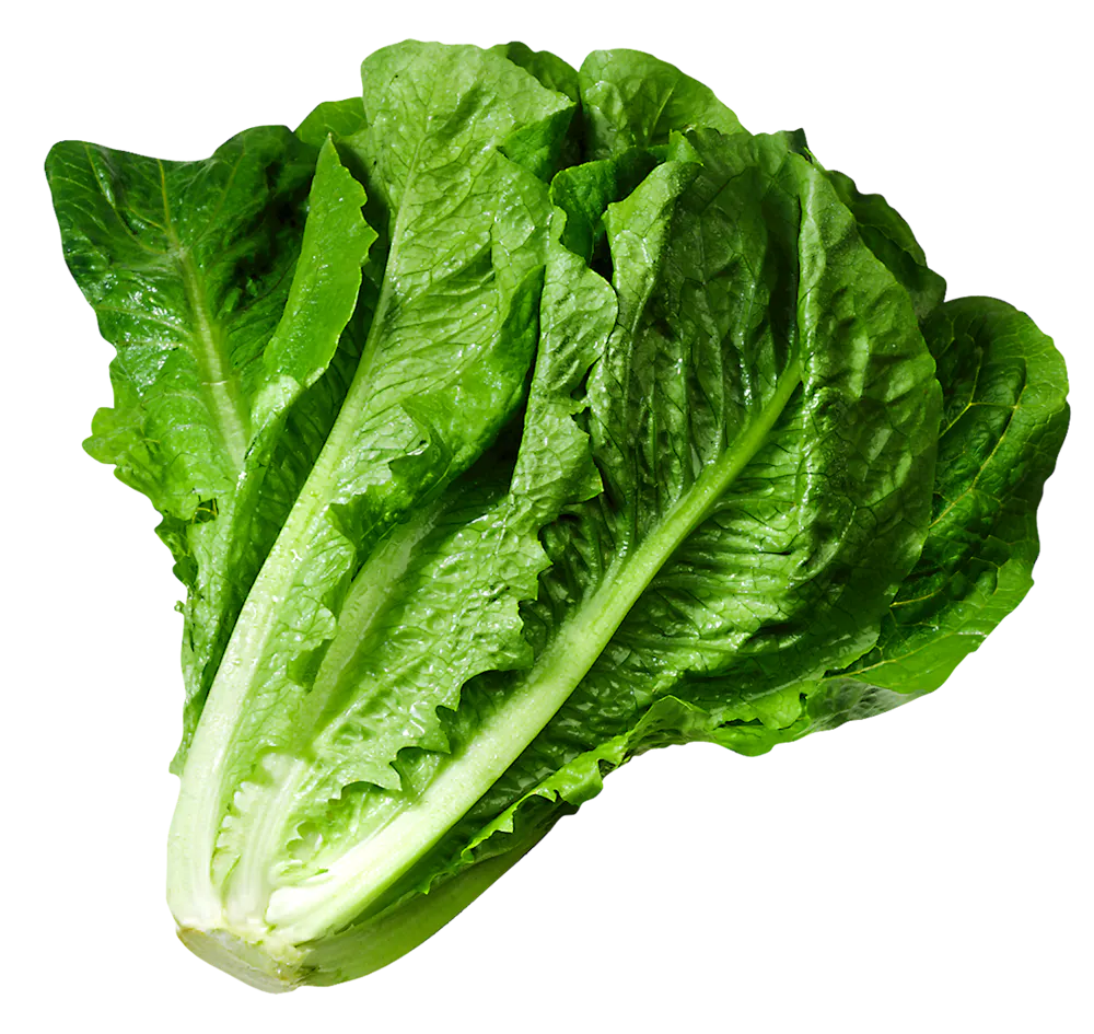 a close up of a piece of broccoli