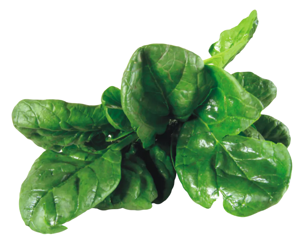 a close up of a leaf