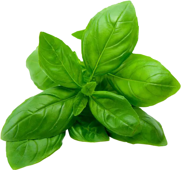 a close up of a green plant