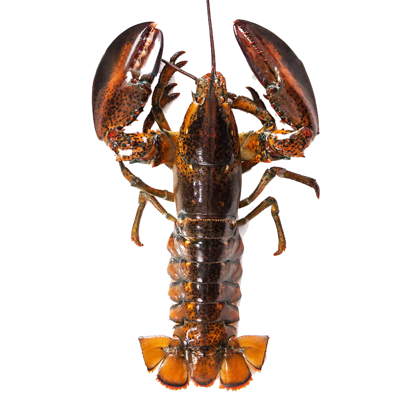 a close up of an animal