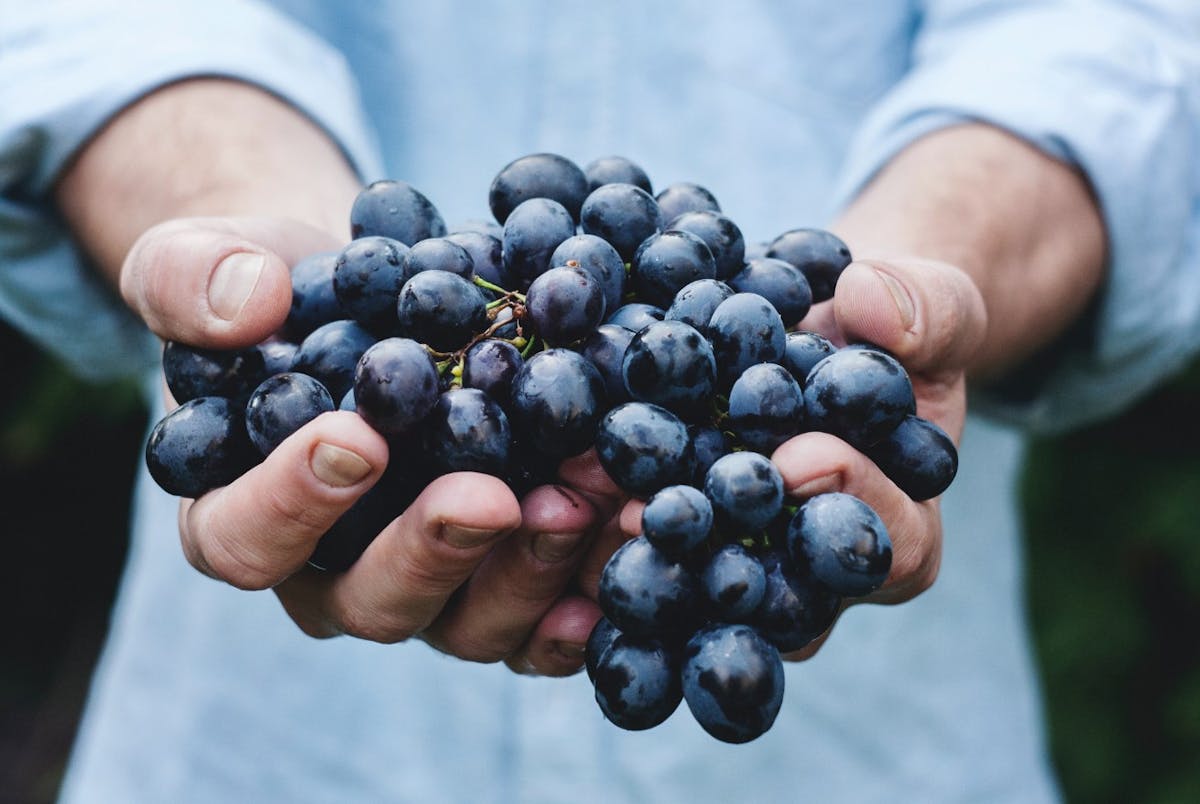 a hand holding a fruit