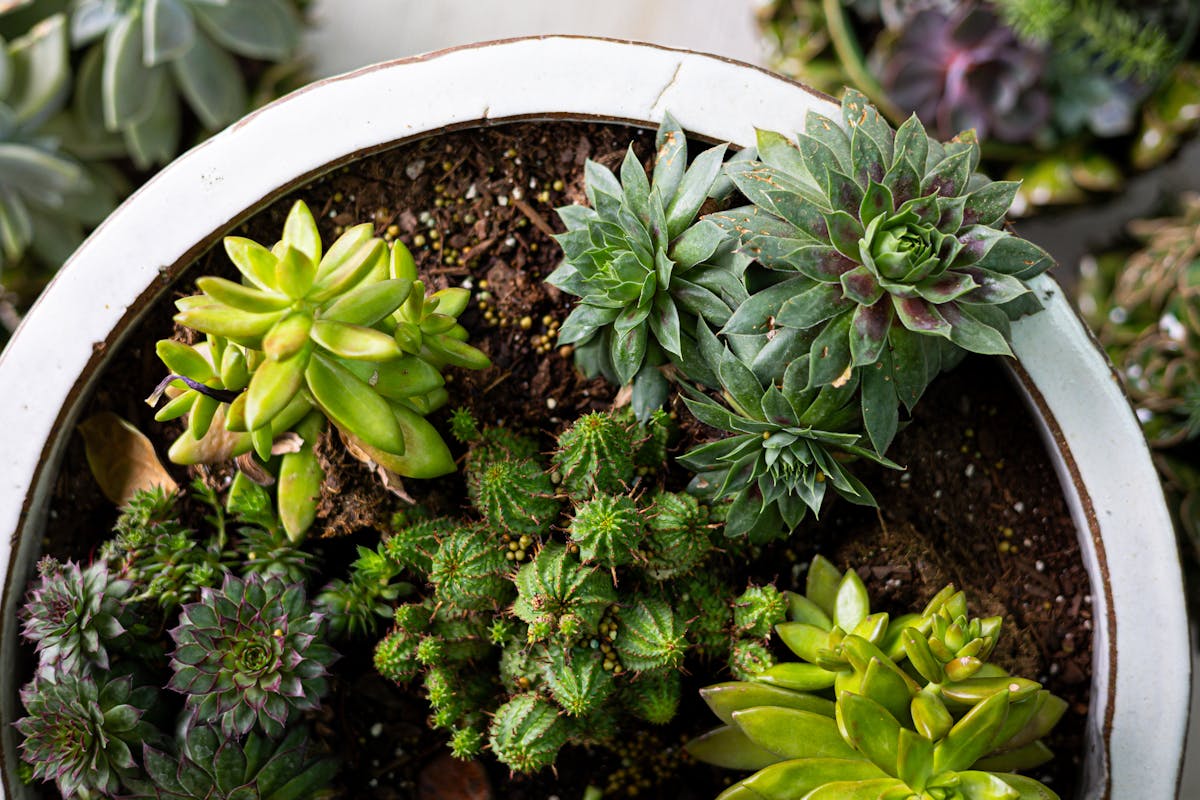 a green plant in a garden