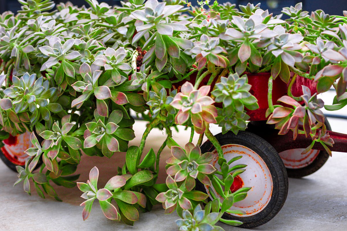 a close up of a flower pot