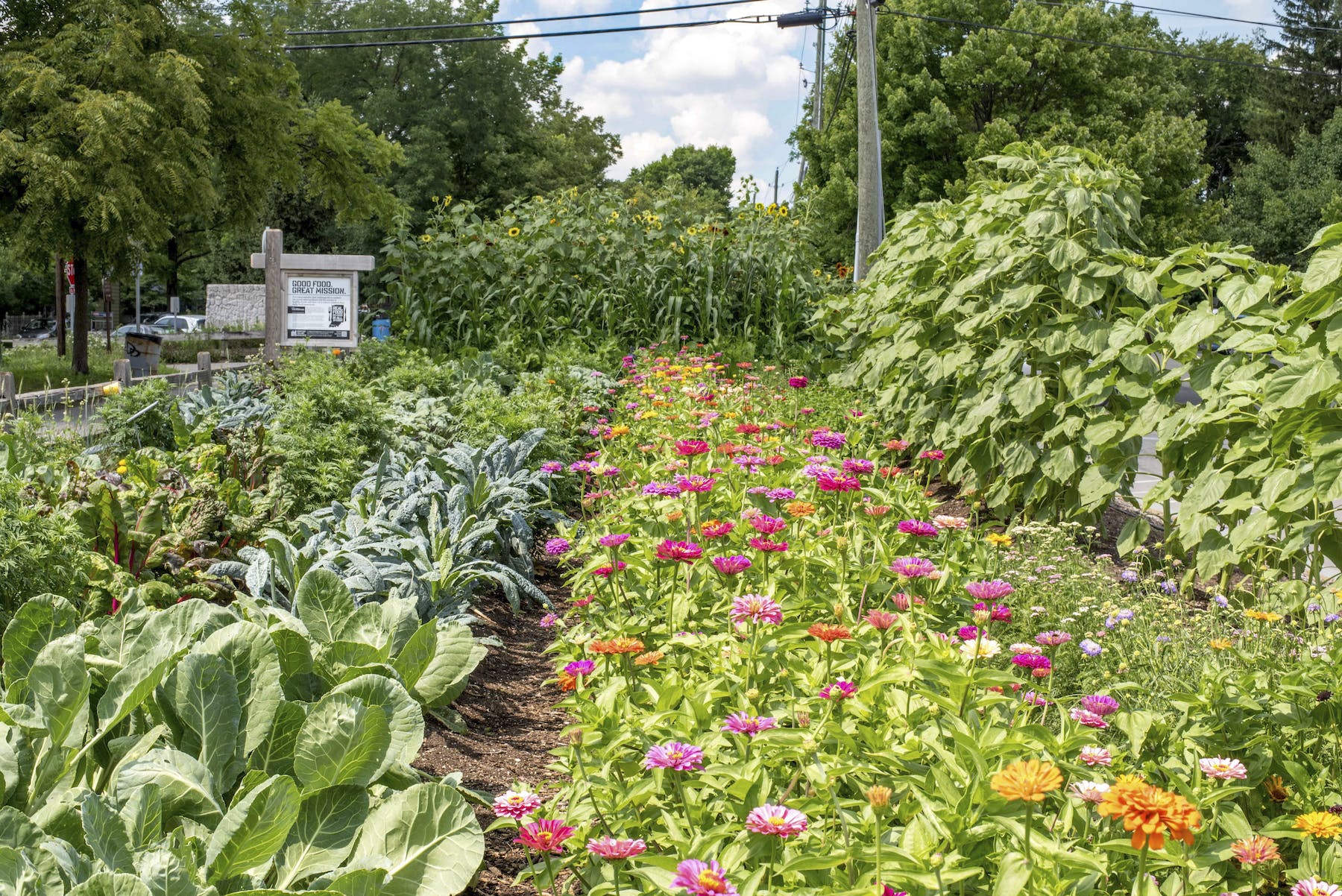 a close up of a flower garden