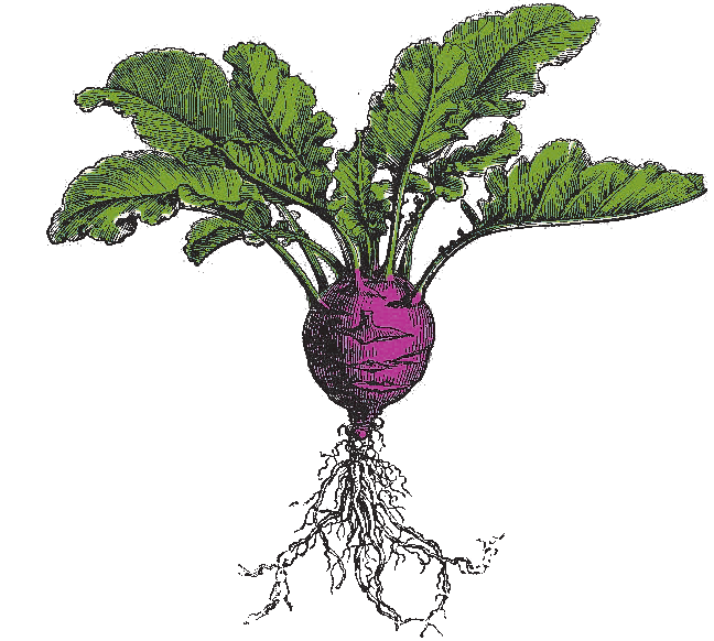 Roots Natural Foods Home