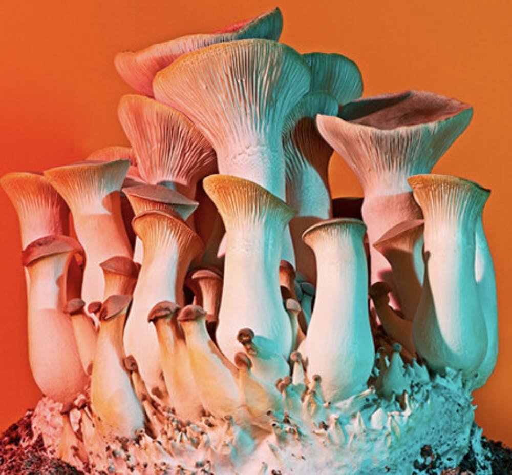 a group of colorful flowers