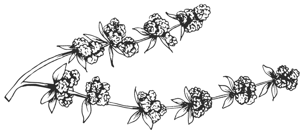 a close up of a tree