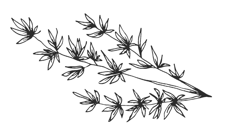 a close up of a tree