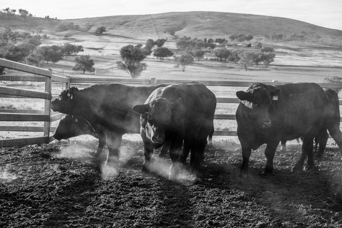 a herd of cattle standing on top of a dirt field