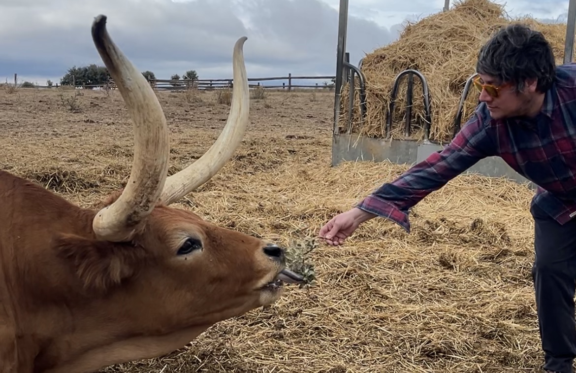 a person petting a cow