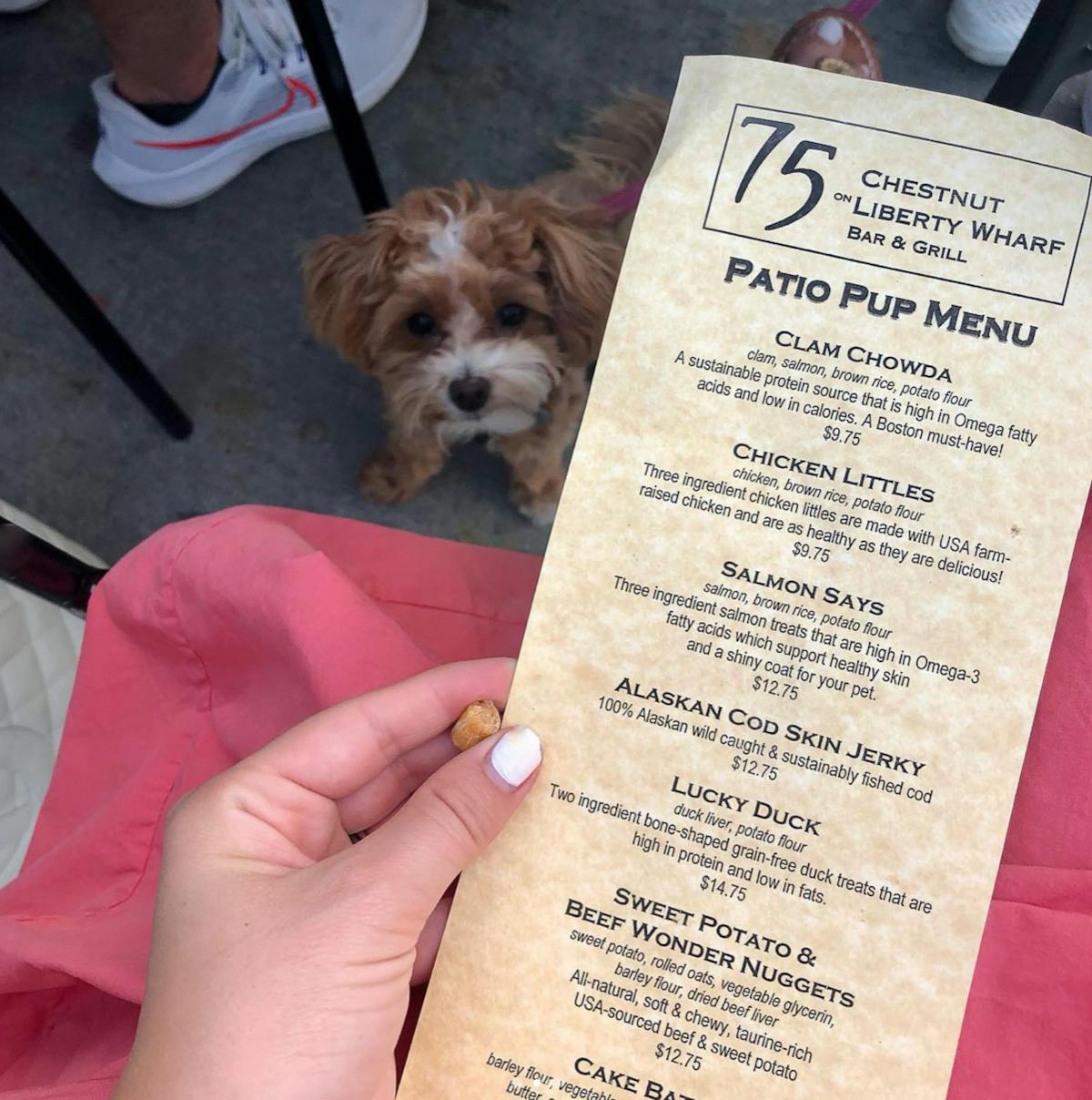 a dog that is reading a book