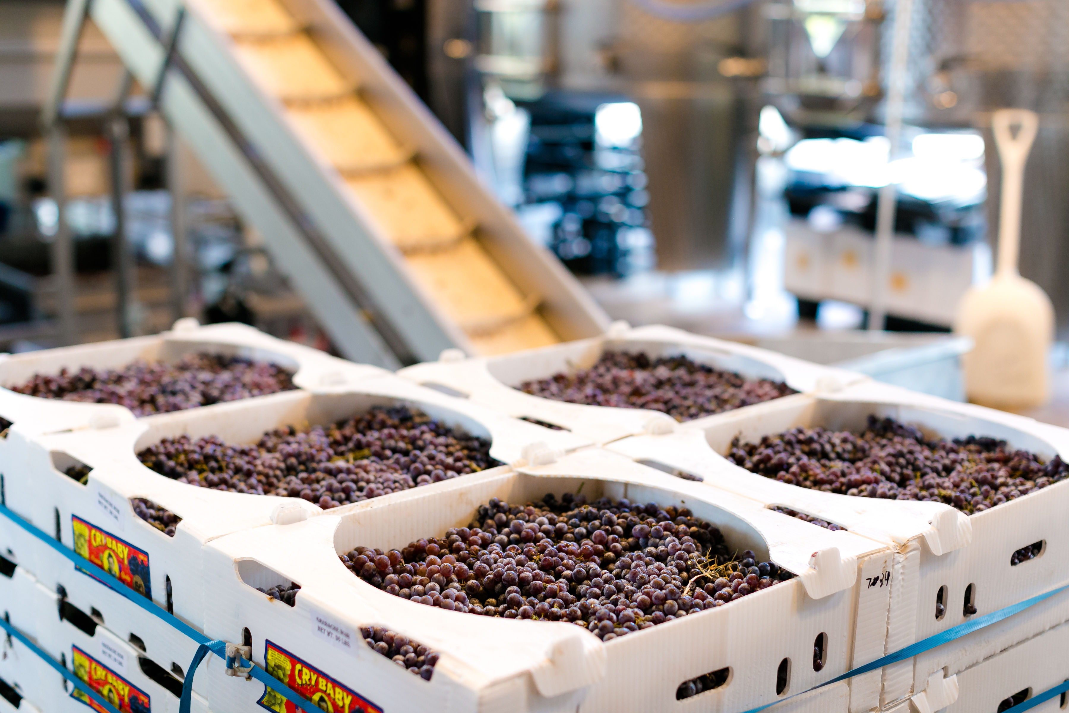 red wine grapes sit in front of a conveyer belt waiting to begin the winemaking process