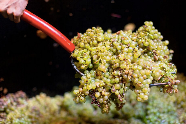 White grapes on red pitchfork