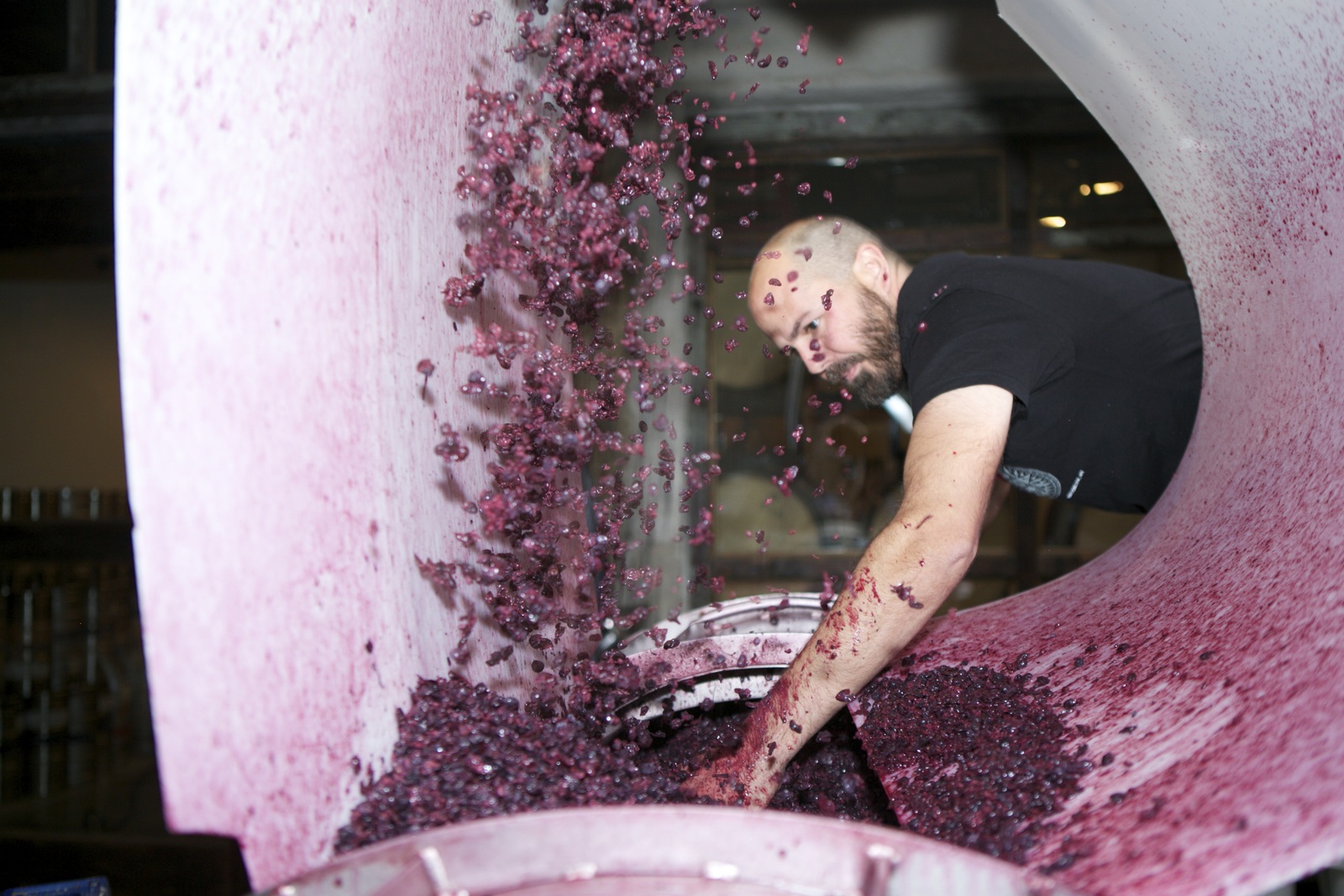 Winemaker filling up wine press with grapes