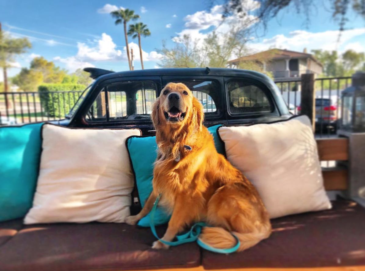 a dog sitting on top of a car