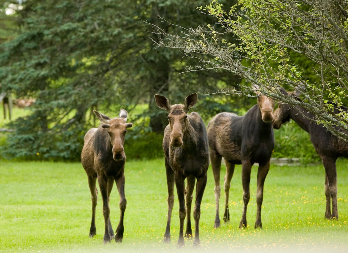 Moose standing on top of a lush green field