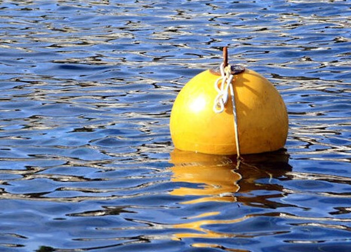 a bird swimming in water