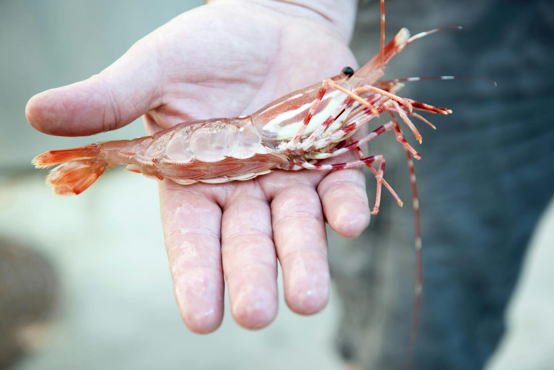 a hand holding a piece of food