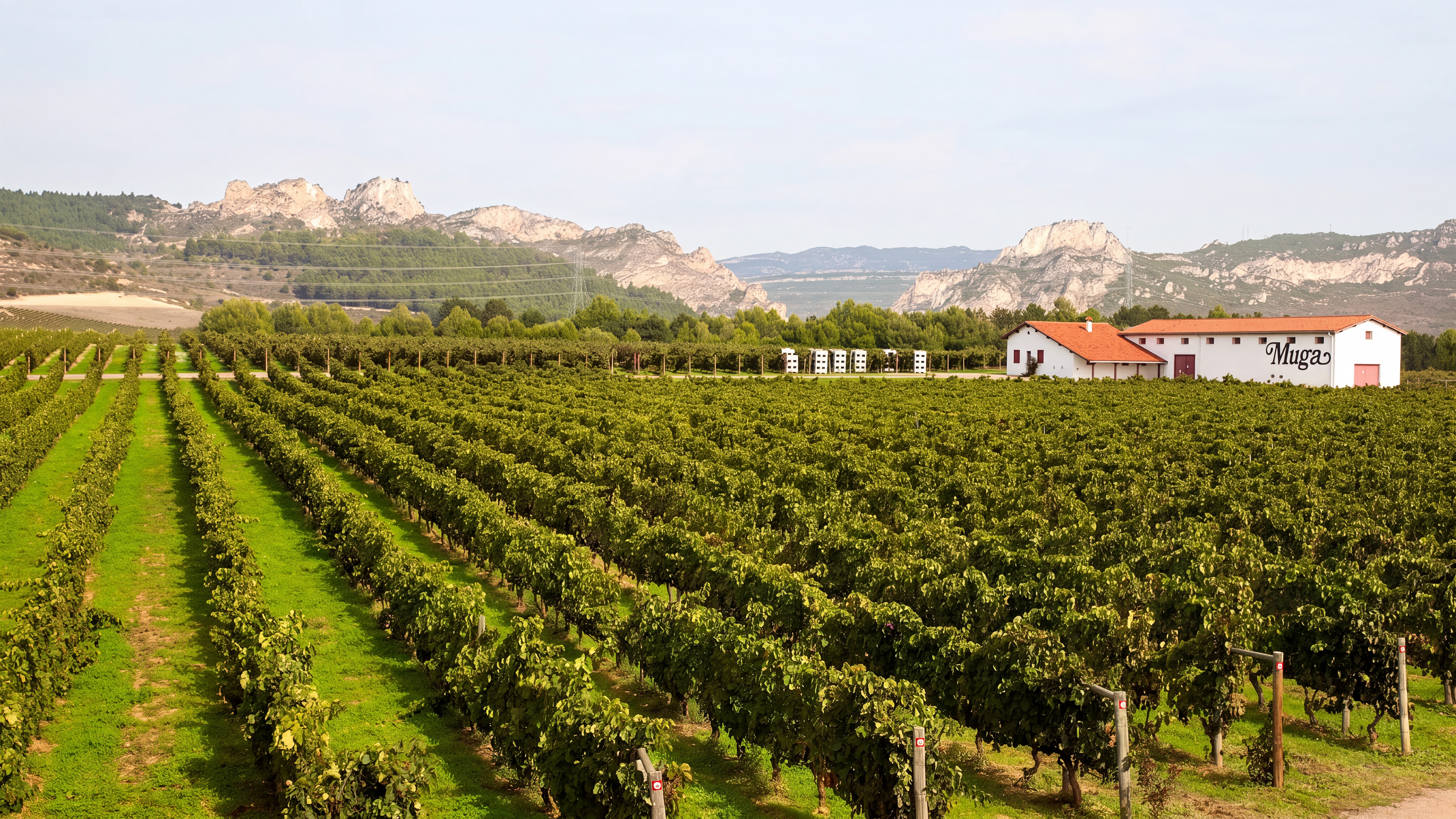 Vineyard with mountains and Muga building in background