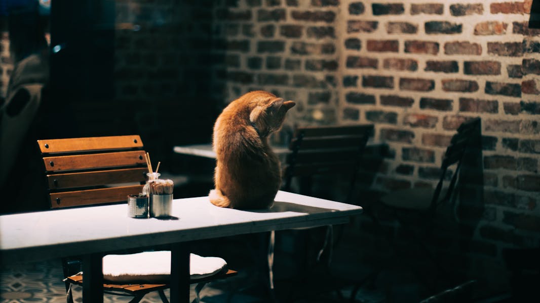 Hours & Location Brews & Mews Cat Café in Lenoir, NC