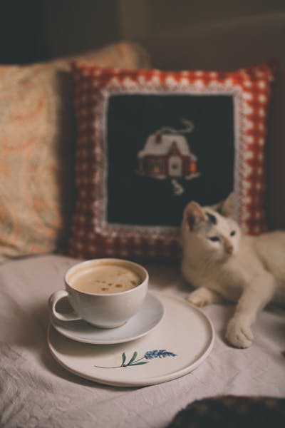 Private Events Brews & Mews Cat Café in Lenoir, NC