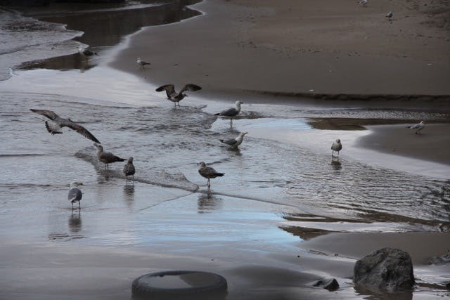 a flock of seagulls standing next to a body of water