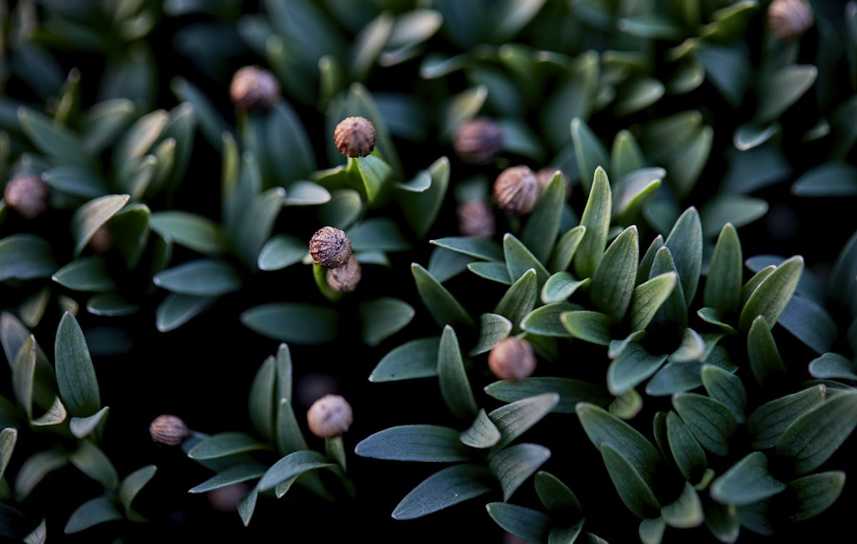 a close up of a flower