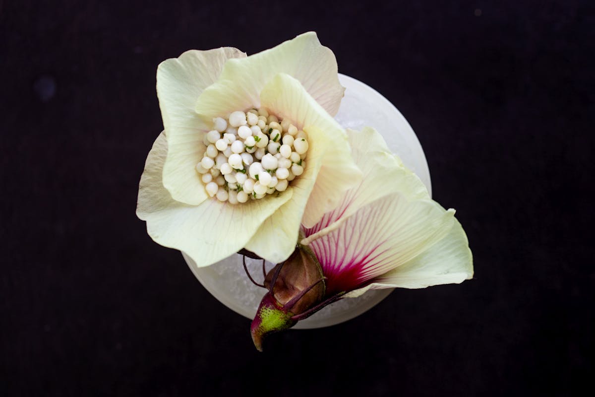 a close up of a flower