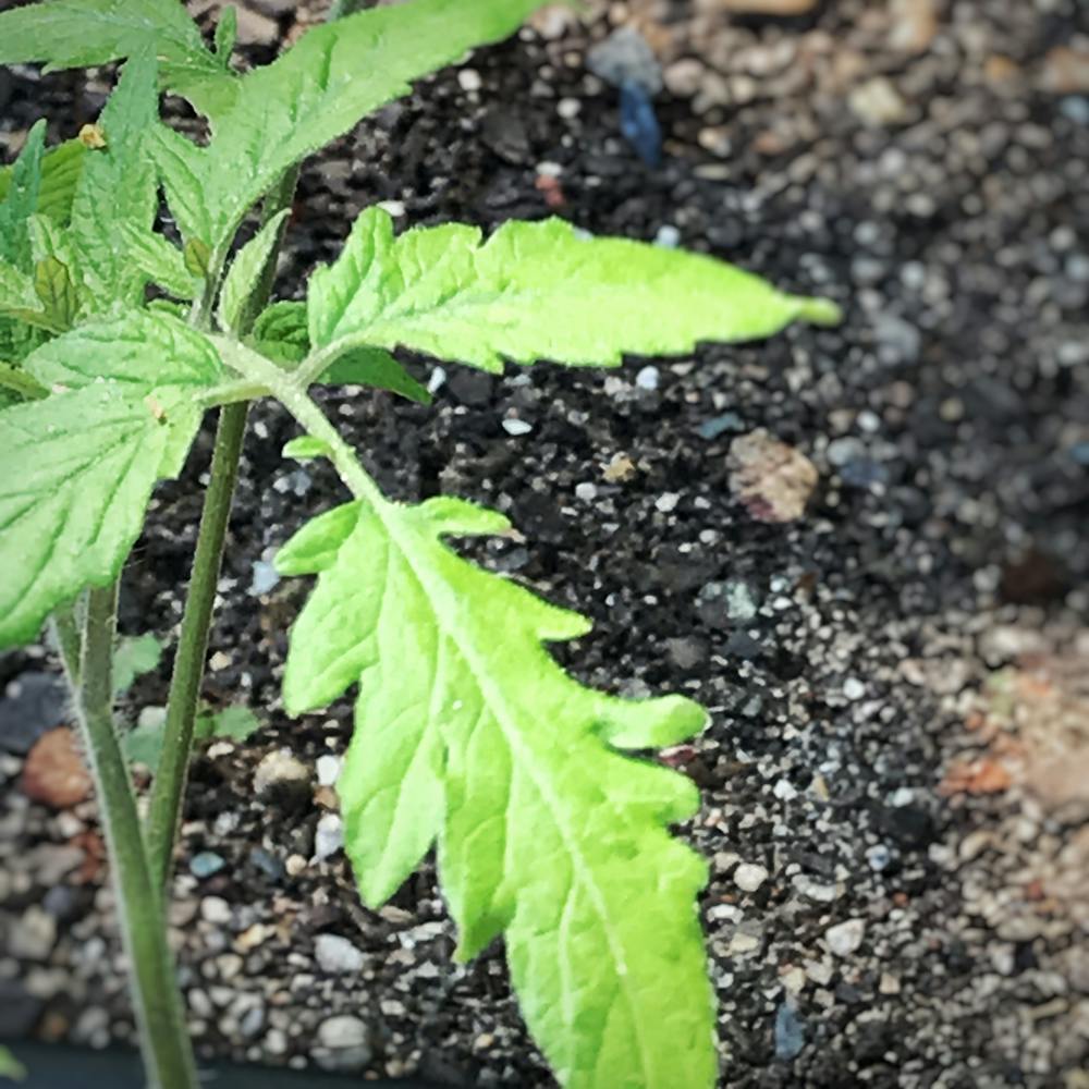 a close up of a green plant