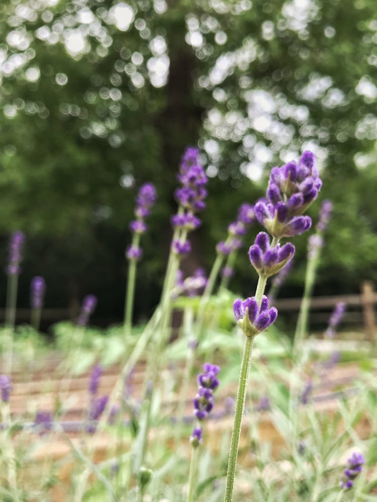 a purple flower on a plant