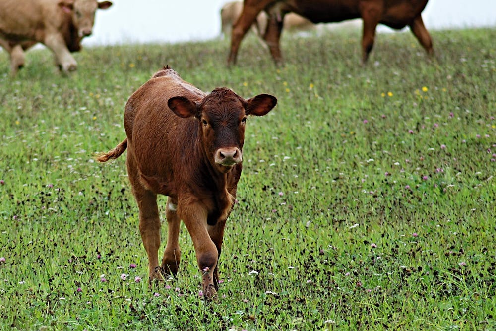 a brown cow standing on top of a lush green field