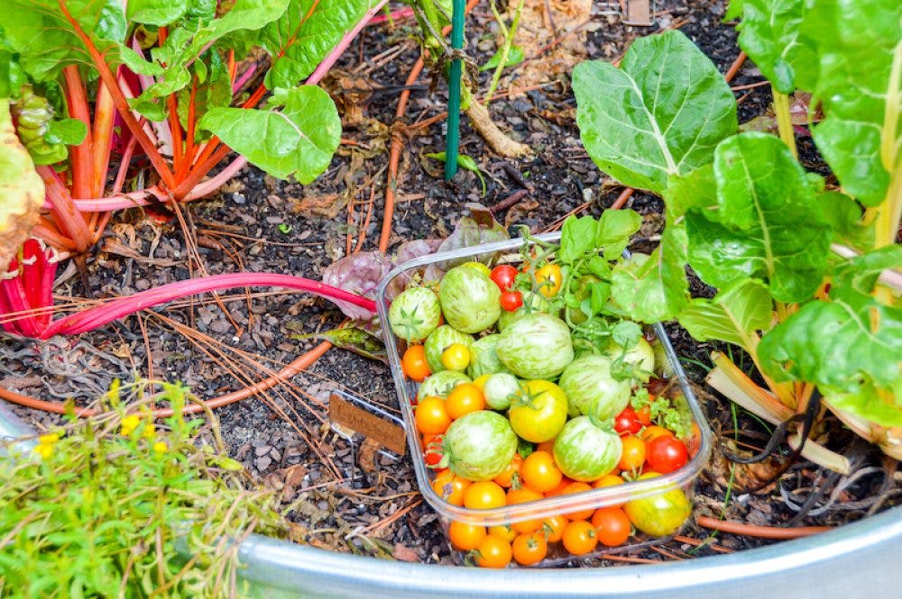 a close up of a garden