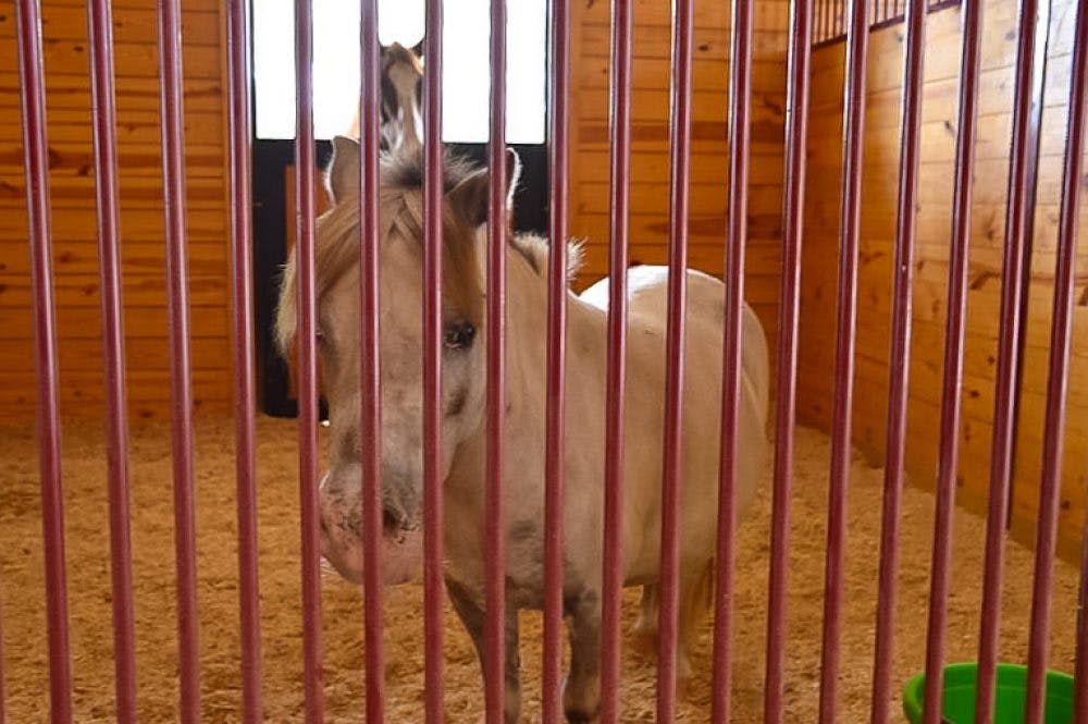 a group of sheep in a cage