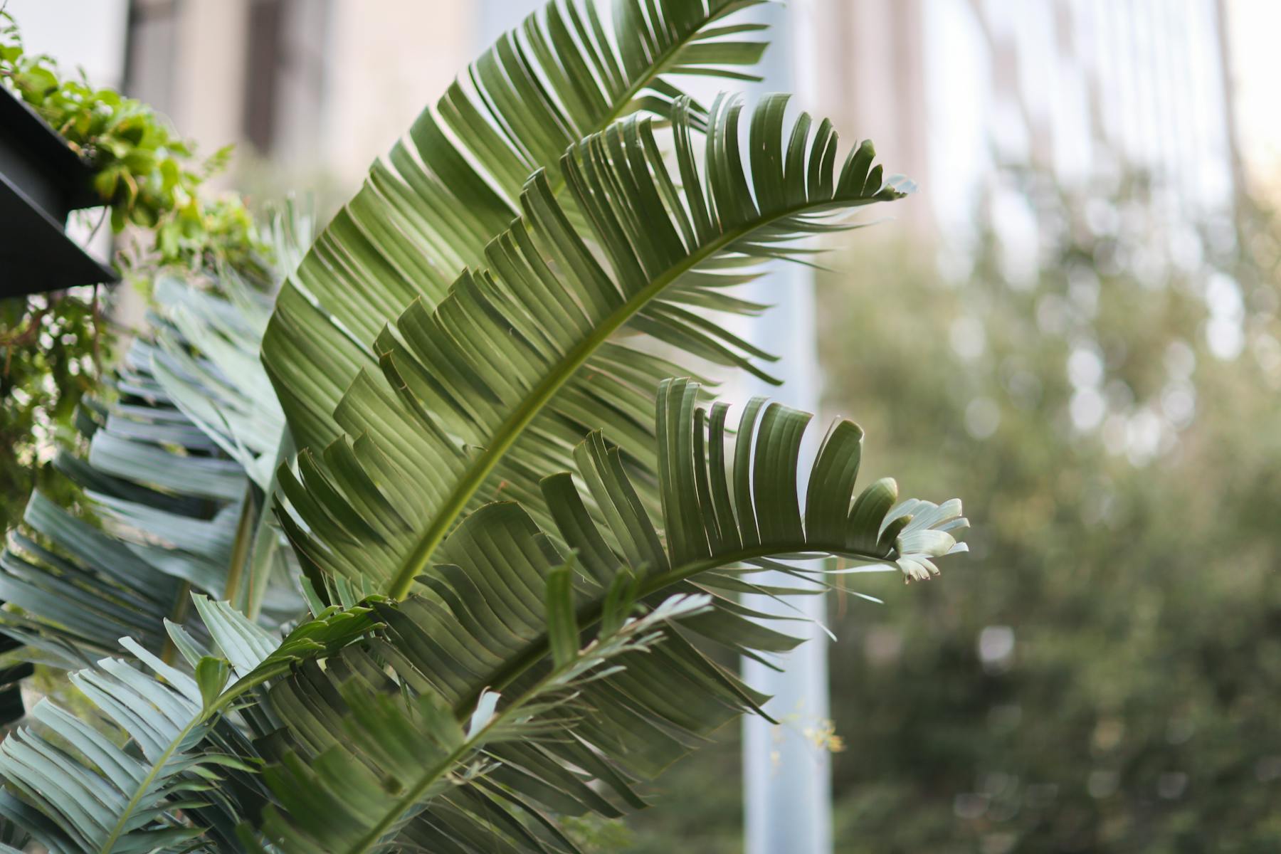 a row of palm trees next to a tree