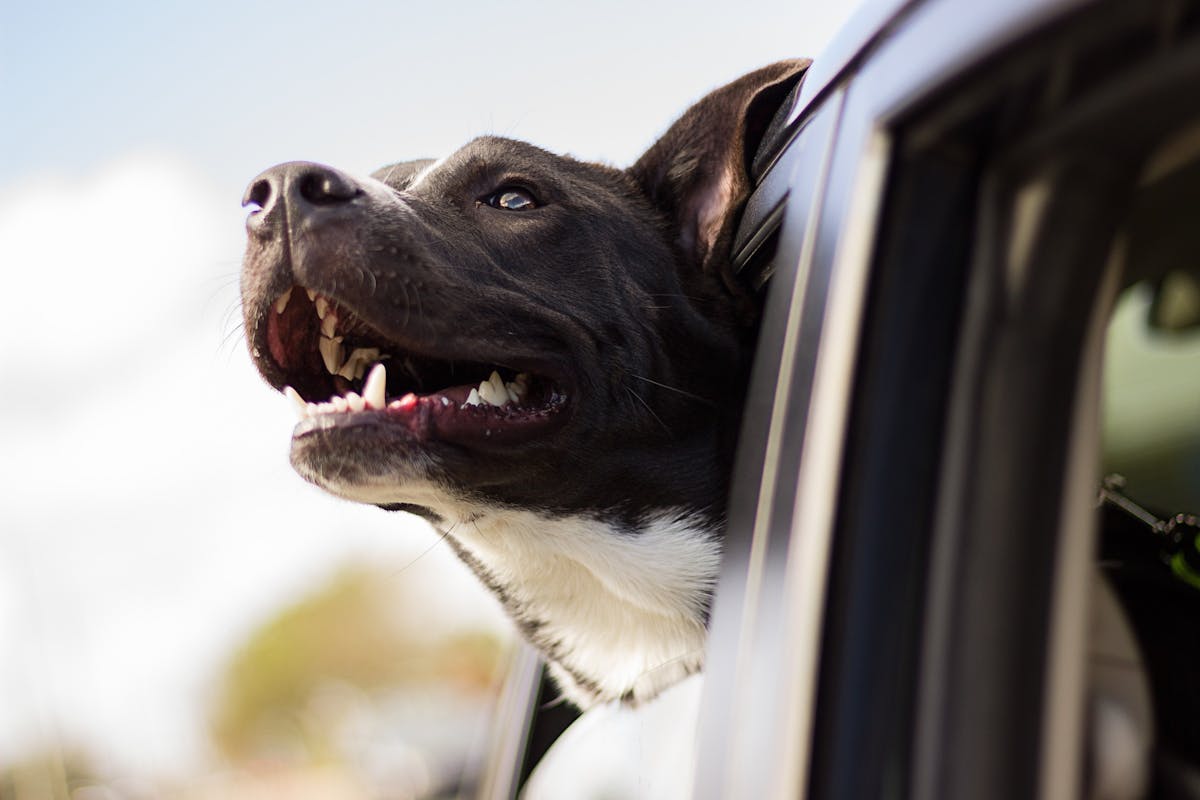 a dog sticking his head out of a car