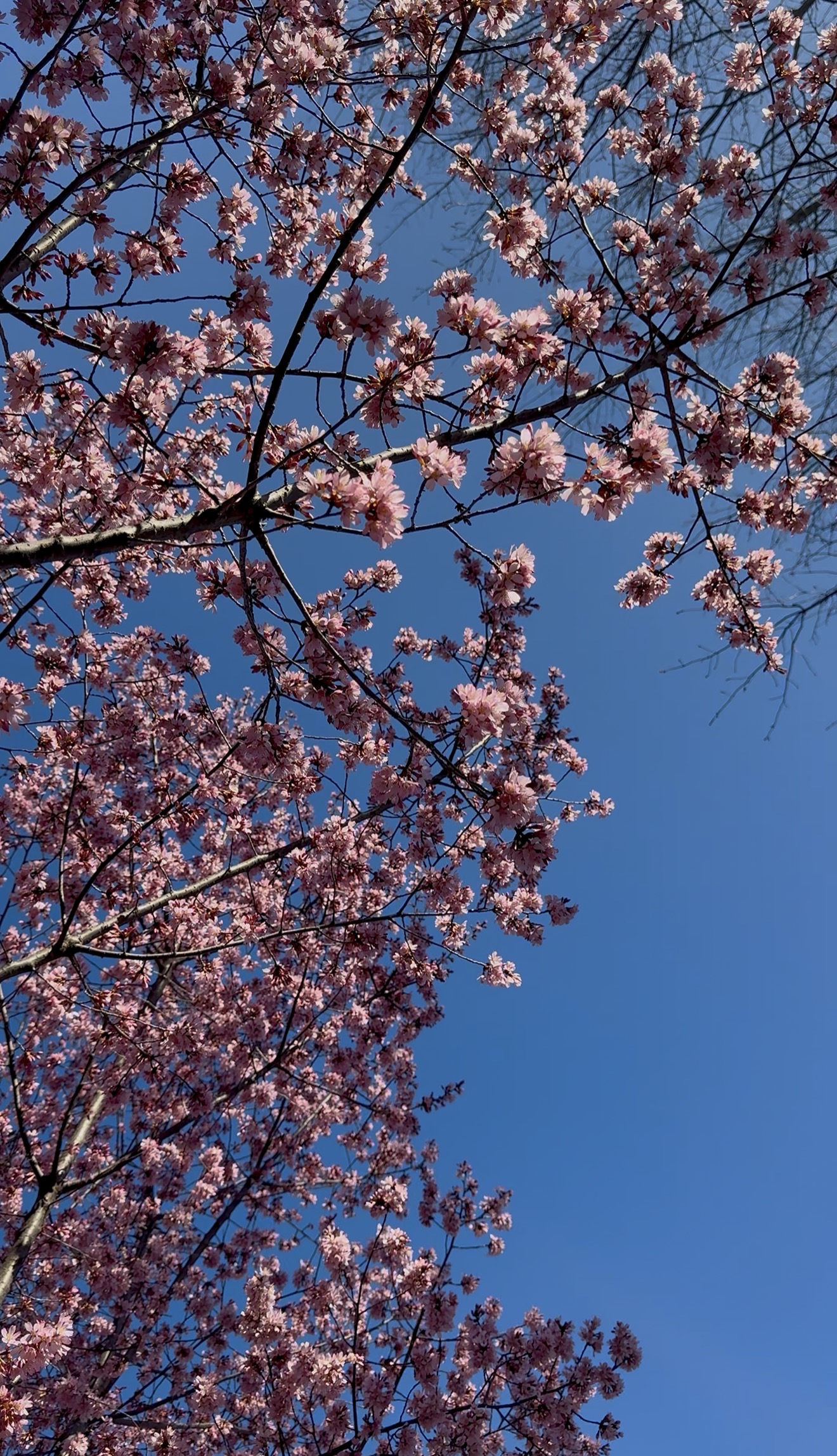 a tree with pink flowers