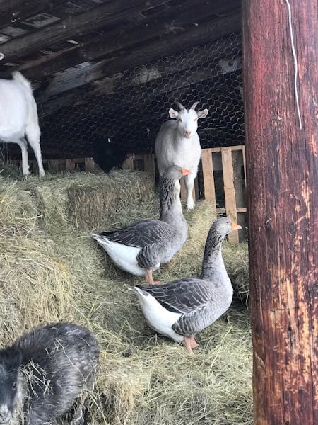 a group of sheep standing on top of a wooden fence