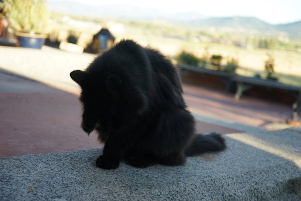 a cat sitting on the ground