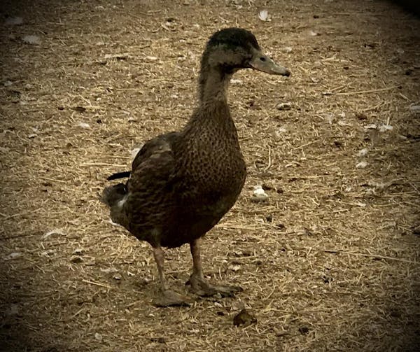 a bird standing on top of a dirt field