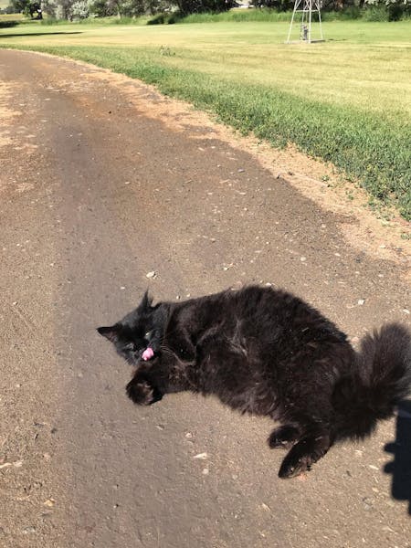 a small black dog standing on top of a dirt road