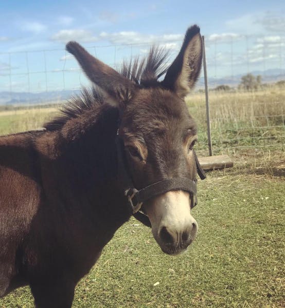 a close up of a black horse standing in a field