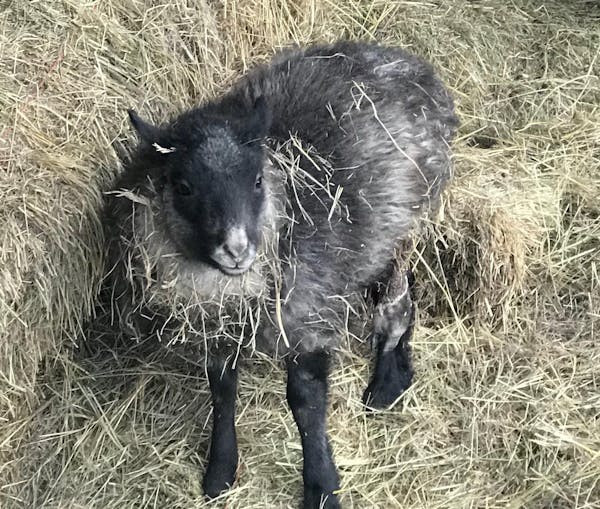 a group of sheep eating grass in a pile of hay