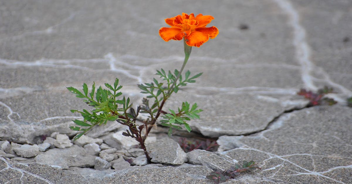 a close up of a flower