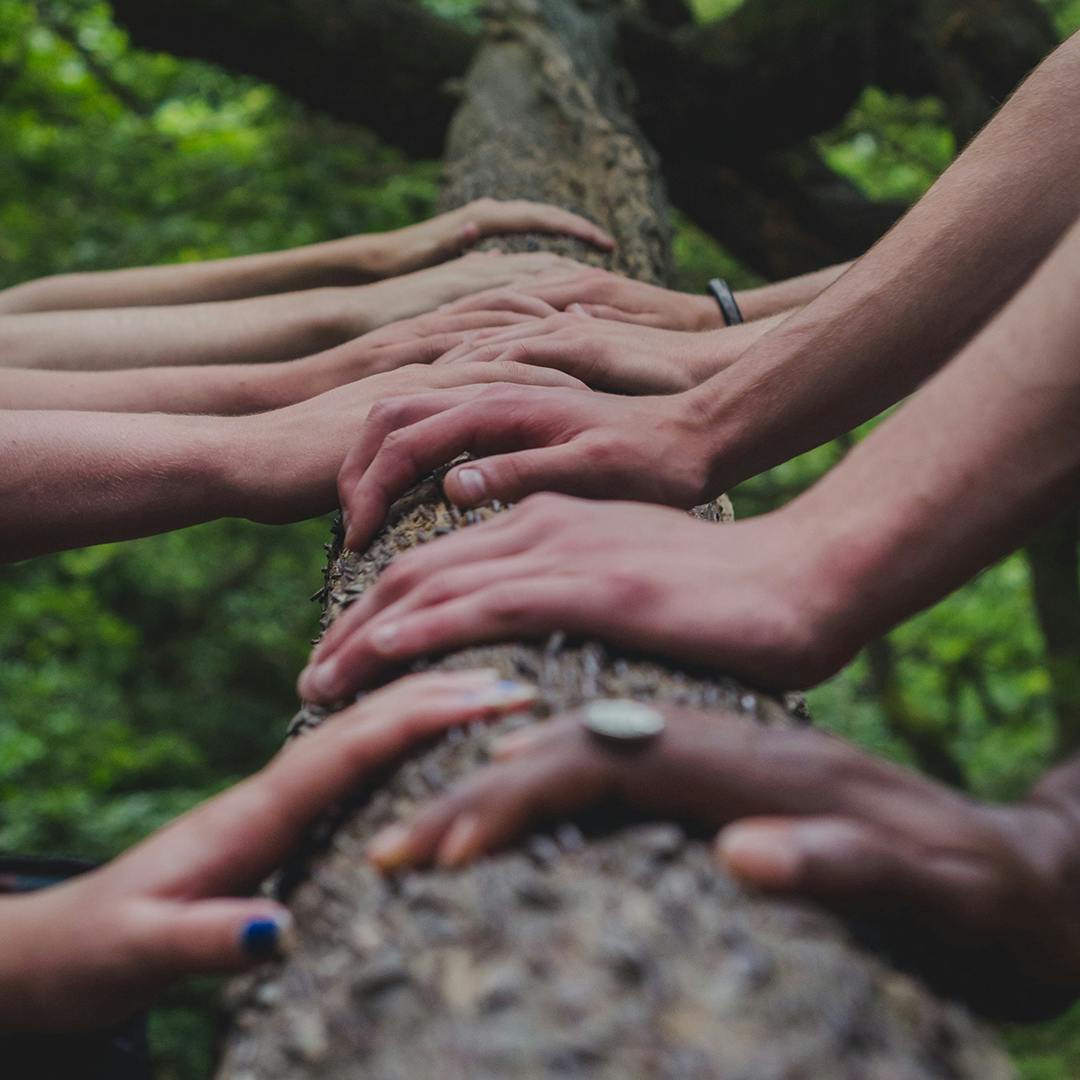 a hand holding a tree