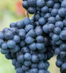 Roberto's Three Kings Decadent December Wine Dinner | Roberto's ...