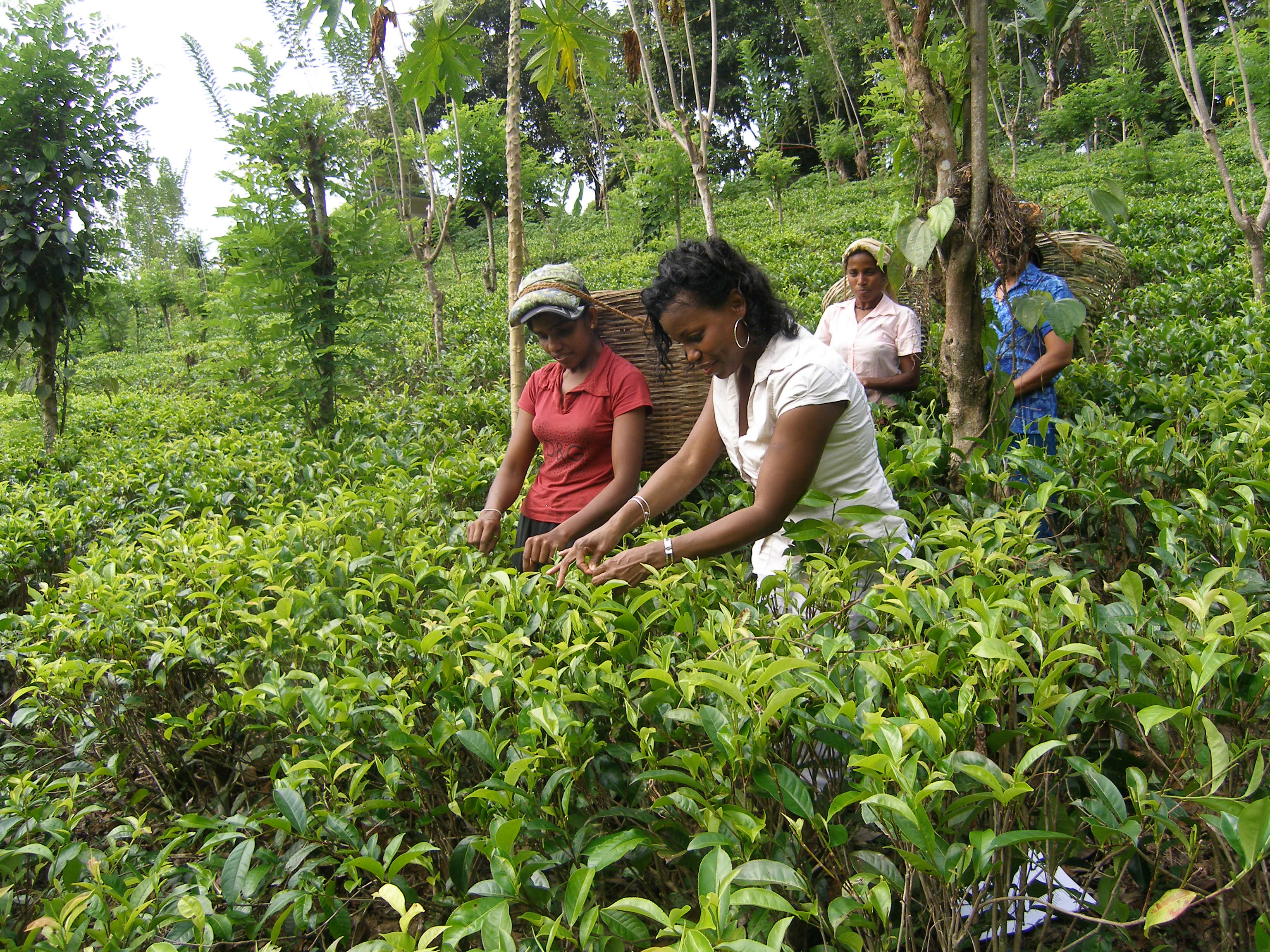a group of women picking tea leaves