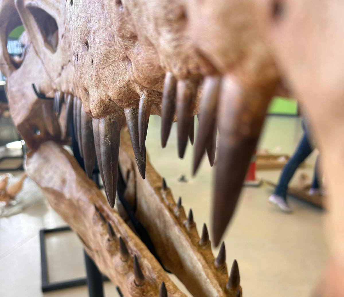 a close up of a dinosaur