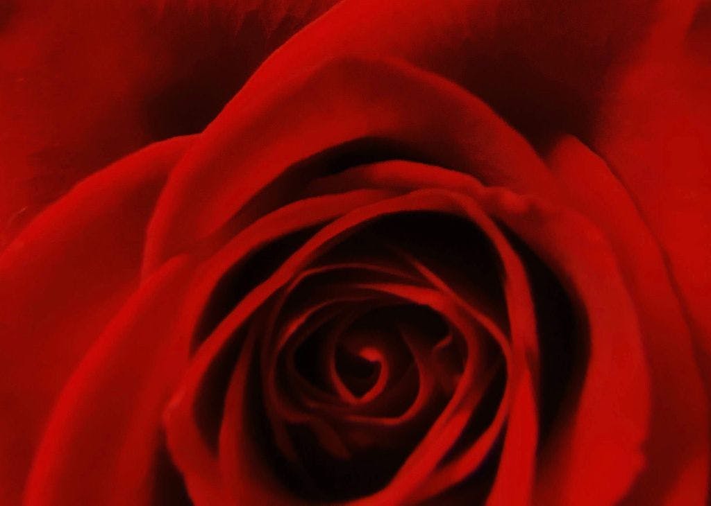 a red rose on a bed